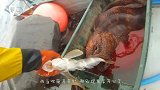 男子和大鱼合影，谁料突然一道“黑影”闪过，大鱼不翼而飞！