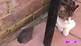 家猫抓到一只麻雀