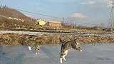 双猫起舞，冰上的疯狂