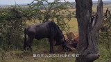 鬣狗单挑河马，河马却一动不动，鬣狗咋滴瞧不起我