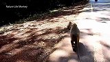 猴妈站了起来，观察交通情况，害怕萝拉再一次受伤