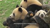 熊猫宝宝勇闯办公室，上演“大闹天宫”，被逮住后反应太萌！