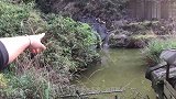 农村姑娘养猪路上，发现池塘上方一团长相怪异白色物体，棉花一样