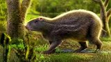 和人一样大的老鼠见过吗？南美洲沼泽的巨型老鼠，敢吃任何生物人类幼崽的玩乐智慧  天猫首发