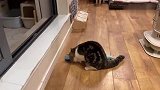 猫咪最强跑酷合集：飞檐走壁如履平地，一看都是老夜猫子了