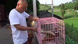 幺妈送来的一只鸡，月嫂阿姨把它做成美食，还教小妹给娃娃拍嗝