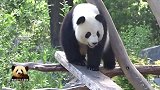 漂亮的熊猫梦梦和宝贝亲昵互动，好有爱的一幕，太暖心了