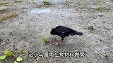八哥做窝第三天，冒雨找材料做窝，被淋成落汤鸡
