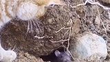 这个世界太疯狂，耗子喜欢吃猫粮