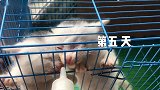 脓液封眼的小白猫华丽蜕变，给我变！【和猫住】