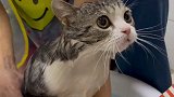 给叨乐和它媳妇洗澡澡……猫猫咪洗澡宝藏乡村过大年 团圆山东年