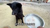 狗宝宝出生28天，跟狗妈妈一起吃粥，狗妈妈竟然还会帮它擦嘴巴