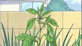 蜡笔小新：家里长出茄子青椒，小新把它们养大吃掉
