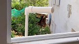 后面那一幕估计只有80，90后才玩过吧