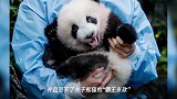 比利时动物园龙凤胎大熊猫宝宝正式命名了,网友:看起来不太聪明的亚子