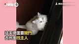 喵星人开门爪子突卡门缝想挣脱，猫掌狂抖：快救我呀