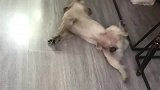 狗子开门开门，我进来吹会儿空调！