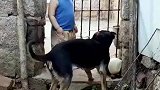 狗子对主人下手，这狗子不能留了