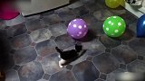 小黑猫压在绿气球上，气球突然爆炸，直接吓跑了小猫！