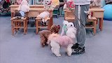和可爱小狗一群跳绳