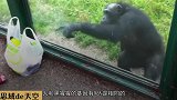 这只猩猩要成精，智商太高了，要不是进化的快估计在里边是我们！