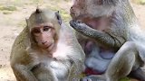 独眼猴很疼爱憨儿子，不知道未来能否记得妈妈的好