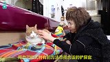 流浪猫自己挑选铲屎官！这些善良的人类一不小心就被赖上了