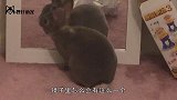 兔宝宝刚出生还未睁眼，兔妈妈就吃掉了，原因让人很无奈