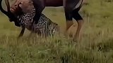 猎豹冲出来捕杀羚羊，没想到却反被羚羊追杀！