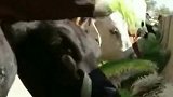 原来奶牛吃的牧草，是这样种出来的，涨见识了
