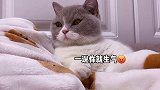 快给你们的男朋友看 黄桃不是猫 情侣日常 真实 萌宠成精了 猫里猫气