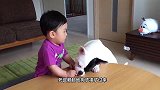 阿拉斯加犬洛洛每天带娃，终于有了回报，小宝宝给它喂肉干吃