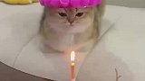 猫咪想快吹蜡烛吧，我等不及了