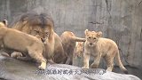 第一次当爸爸的雄狮，突然就冒出4个娃，雄狮换谁能受得了