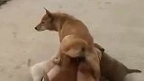 狗妈妈被一群小修勾包围