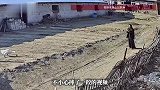 30岁女子被自家大鹅追着跑，边跑边喊“妈”，还摔了一跤，大鹅开心地挥舞着翅膀走了