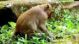 猴哥被其它猴子“攻击”了，掉下了岩石，大声叫喊！