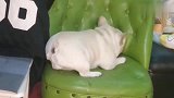 每次一和斗牛犬吵架，斗牛犬就生气成这样，脾气太大了！
