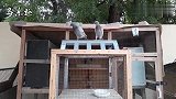 信鸽鉴赏：2只30天大的幼鸽，站棚，学习开家