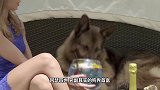 它是狗中首富继承女主人25亿财产，活的不如狗