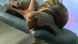 为什么说非洲大蜗牛不能用手摸？