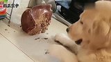 金毛去厨房偷吃肉，接下来的一幕，请原谅我没忍住笑啦！
