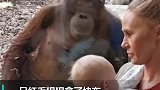 猩猩盯着人类母亲喂奶 原来此前曾生下死胎