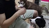 哈士奇总是偷吃零食，主人对它进行精神上的折磨，二哈：算你厉害