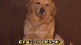 狗子狗生短暂，你对我好点