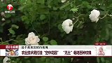 四川成都 农业技术男打造“空中花园”“无土”栽培百种玫瑰