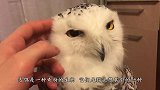 主人正给猫头鹰挠痒痒，猫头鹰突然将脖子旋转270度，太奇葩了