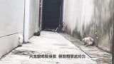 两只猫咪翻墙越狱，动作完美“神同步”，网友：当时我就惊了