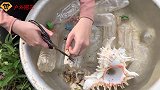 下血本！美女奢侈用海鲜钓鲶鱼，本以为血亏，不料一条就回本了