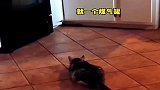 猫,你说谁胖呢！